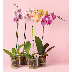 Orchidee „1-Trieber“