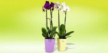 Orchidée Phalaenopsis 2 branches - Casino Supermarchés à Paris Orchidée Phalaenopsis 2 branches en promo chez Casino Supermarchés Paris à 8,00 €
