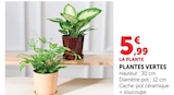 Plantes vertes en promo chez Super U Besançon à 5,99 €