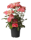 Rosen Kollektion "Unsere Besten"  im aktuellen OBI Prospekt für 19,99 €