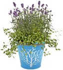 Sommerfreude in Zinktopf im Angebot bei REWE in Bonn Sommerfreude in Zinktopf Angebote bei REWE Bonn für 3,79 €