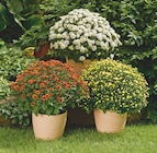 Chrysanthème - GARDENLINE en promo à 4,29 € chez Aldi Chrysanthème - GARDENLINE dans le catalogue Aldi