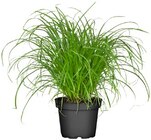 Katzengras im Angebot bei REWE in Fulda Katzengras Angebote bei REWE Fulda für 1,99 €
