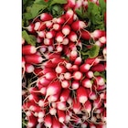 Radis rose botte en promo chez Carrefour Radis rose botte dans le catalogue Carrefour