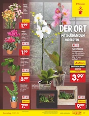 Ähnliche Angebote wie Stauden im Prospekt "Aktuelle Angebote" auf Seite 25 von Netto Marken-Discount in Rottenburg