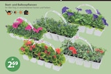 Beet- und Balkonpflanzen von  im aktuellen V-Markt Prospekt für 2,69 €