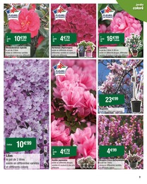 Offre Hortensia dans le catalogue Carrefour du moment à la page 9