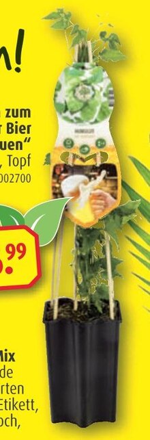 Pflanzen im aktuellen ROLLER Prospekt für 6.99€