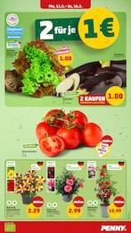 Penny Salat im Prospekt 
