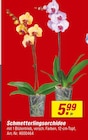 toom Baumarkt - Schmetterlingsorchidee Angebot im Prospekt Schmetterlingsorchidee bei toom Baumarkt im Prospekt für 5,99 €