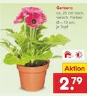 Gerbera im Netto Marken-Discount Prospekt Gerbera von im aktuellen Netto Marken-Discount Prospekt fĂŒr 2,79 âŹ