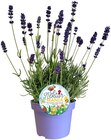 Lavendel im Angebot bei REWE in Braunschweig Lavendel Angebote von Nektar Mania bei REWE Braunschweig für 2,49 €