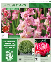 Offre Rosier dans le catalogue Carrefour Market du moment à la page 7