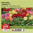 Dahlie Dahlia Dahlietta für 2,49 € bei V-Markt im Angebot Dahlie Dahlia Dahlietta im aktuellen V-Markt Prospekt