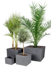 Dattelpalme Angebote bei Thomas Philipps Wilhelmshaven für 25,99 €