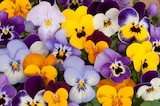 Pensée ou Viola Cornuta ECLOZ - ECLOZ en promo chez Jardiland Pensée ou Viola Cornuta ECLOZ - ECLOZ dans le catalogue Jardiland