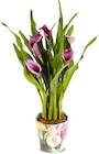 Calla im Angebot bei Netto Marken-Discount in Rheine Calla Angebote bei Netto Marken-Discount Rheine für 4,99 €