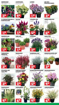 Hortensie im aktuellen Wreesmann Prospekt (Dresden) Hortensie im Wreesmann Prospekt "DEIN SAISON- & SONDERPOSTENMARKT!" mit 12 Seiten (Dresden)