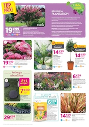 Laurier Rose en promo dans le catalogue Delbard à la page 2