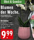 Orchidee Angebote bei E center Solingen für 9,99 €