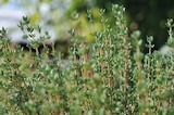 Aromatiques à Point Vert dans Frontenac