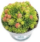 Sedum für 1,49 € bei Netto mit dem Scottie im Angebot Sedum im aktuellen Netto mit dem Scottie Prospekt
