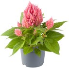 Aktuelle Pflanzen Angebote bei Penny in Aachen Aktuelles Federbusch Angebot bei Penny in Aachen ab 1,79 €