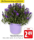 Glockenblumen blau Angebote bei EDEKA Frankfurt für 2,49 €