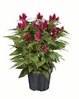 Celosia Caracas XL bei Lidl im Prospekt "" für 3,99 €