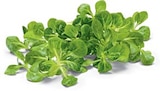 Bio Feldsalat von BioBio für 1,29 € bei Netto Marken-Discount im Angebot Bio Feldsalat von BioBio im aktuellen Netto Marken-Discount Prospekt