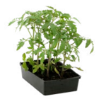 Plant de tomates - Truffaut à Boulogne-Billancourt Plant de tomates en promo chez Truffaut Boulogne-Billancourt à 3,99 €