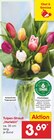Aktuelle Tulpen Angebote bei Netto Marken-Discount in Chemnitz Aktuelles Tulpen-Strauß Harlekin Angebot bei Netto Marken-Discount in Chemnitz ab 3,69 €