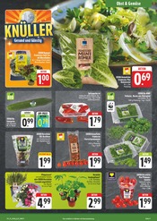 Pflanzen im EDEKA Prospekt in Erlangen Aktueller EDEKA Prospekt mit Pflanzen, "Wir lieben Lebensmittel!", Seite 11