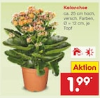 Aktuelles Kalanchoe Angebot bei Netto Marken-Discount in Solingen (Klingenstadt) ab 1,99 €