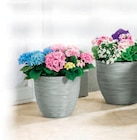 Pot de fleurs Florence - Gris clair à Norma dans Vionville