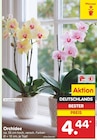 Orchidee von  im aktuellen Netto Marken-Discount Prospekt für 4,44 €