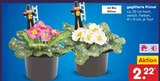 Aktuelles geglitterte Primel Angebot bei Netto Marken-Discount in Heidelberg ab 2,22 €