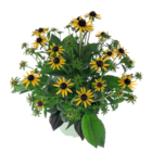 Blumen Ostmann Bad Zwischenahn - Sonnenhut (Rudbeckia fulg. 'Little Goldstar') Angebot im Prospekt Sonnenhut (Rudbeckia fulg. 'Little Goldstar') bei Blumen Ostmann im Bad Zwischenahn Prospekt für 6,99 €