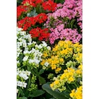 Promo Kalanchoé à 8,49 € dans le catalogue Carrefour à Ségny