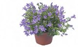 Glockenblume "Get Mee" im OBI Prospekt Glockenblume "Get Mee" von im aktuellen OBI Prospekt fĂŒr 3,49 âŹ