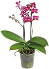 »Sommerwiese« oder Schmetterlingsorchidee von  im aktuellen REWE Prospekt für 9,99 €