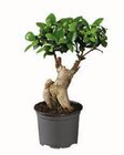 Aktuelles Ficus Ginseng o. Retusa/Pachira Angebot bei Lidl in Essen ab 5,99 €