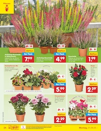 Balkonkasten Angebot im aktuellen Netto Marken-Discount Prospekt auf Seite 34