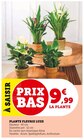 Plante Fleurie Luxe en promo chez U Express Brest à 9,99 €