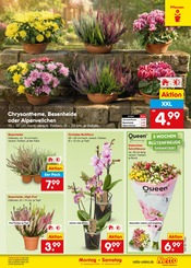 Pflanzen im Netto Marken-Discount Prospekt in Nürnberg Aktueller Netto Marken-Discount Prospekt mit Pflanzen, "Aktuelle Angebote", Seite 23