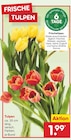 Tulpen im aktuellen Netto Marken-Discount Prospekt