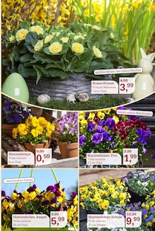 Pflanzen im Garten-Center Nordharz GmbH & Co. KG Prospekt "Farben Düfte Frühlingsfreude" mit 16 Seiten (Braunschweig)