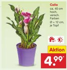 Calla bei Netto Marken-Discount im Ludwigsstadt Prospekt für 4,99 €