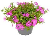 Geranie oder Polsterphlox im Angebot bei REWE in Böblingen Geranie oder Polsterphlox Angebote bei REWE Böblingen für 1,99 €
