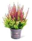Besenheide Color Crown im Angebot bei Penny in Leinfelden-Echterdingen Besenheide Color Crown Angebote bei Penny Leinfelden-Echterdingen für 2,99 €